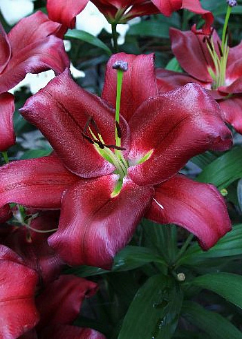 Лилия ОТ-гибрид Боррелло