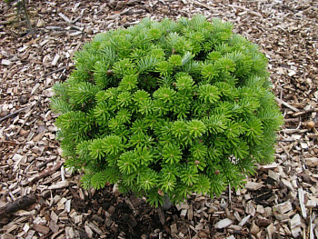 Пихта корейская Бриллиант