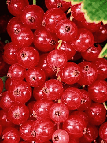 Смородина красная Джонкер Ван Тетс