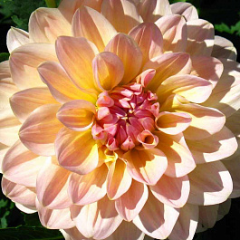 Георгина декоративная Майя