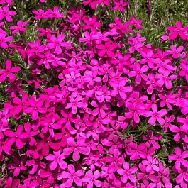 Флокс дугласа Ochsenblut