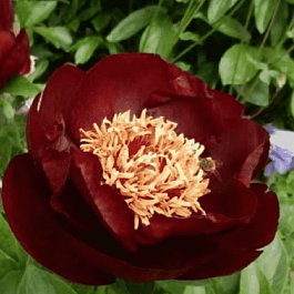 Пион ИТО Dark Eyes