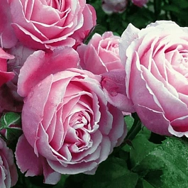 Роза кустовая Dieter Muller