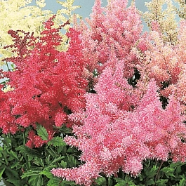 Астильба Арендса Mix