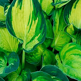 Хоста Beach Boy