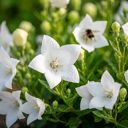 Колокольчик  карпатский Carillon white