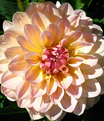 Георгина декоративная Майя