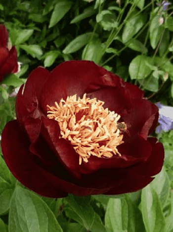 Пион ИТО Dark Eyes