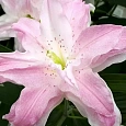 Лилия Lotus Queen