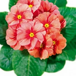 Примула Hethor Springsun Orange