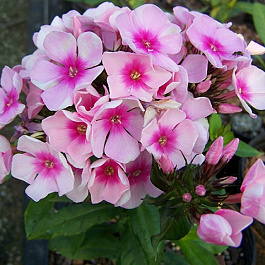 Флокс метельчатый Брайт Айс НАБОР 2ШТ (1+1)