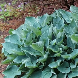 Хоста Blue Dimples