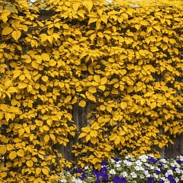 Виноград девичий Yellow Wall