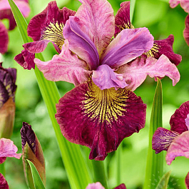 Ирис сибирский Miss Apple