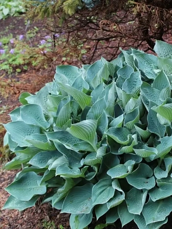 Хоста Blue Dimples