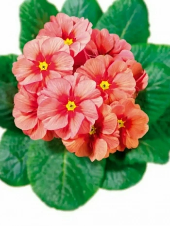 Примула Hethor Springsun Orange