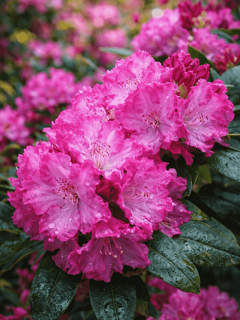 Рододендрон якушиманский Blurettia