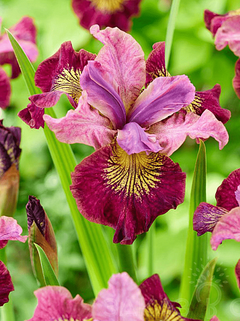 Ирис сибирский Miss Apple