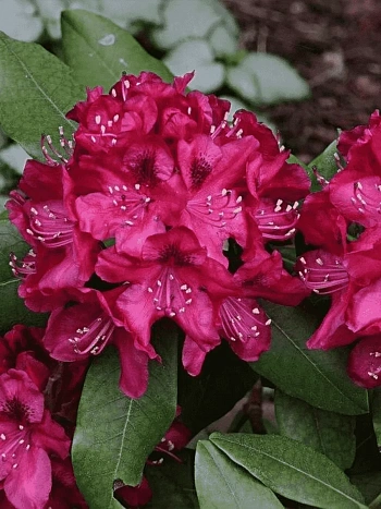 Рододендрон гибридный Nova Zembla