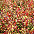 Барбарис Тунберга Golden Ruby