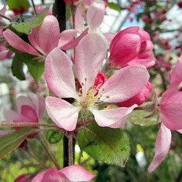 Яблоня декоративная Невиль Копеман