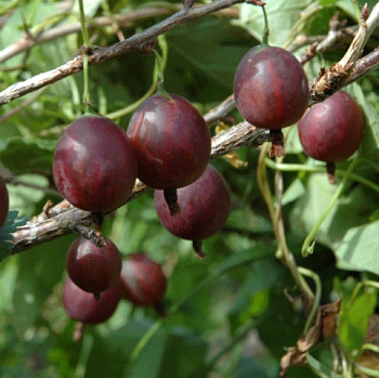 Крыжовник Пурмен