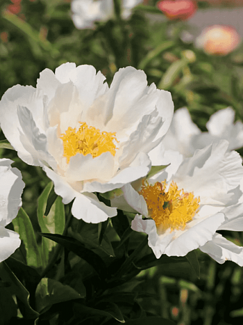 Пион Молочноцветковый Krincled White