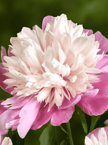 Пион Молочноцветковый Lady Liberty