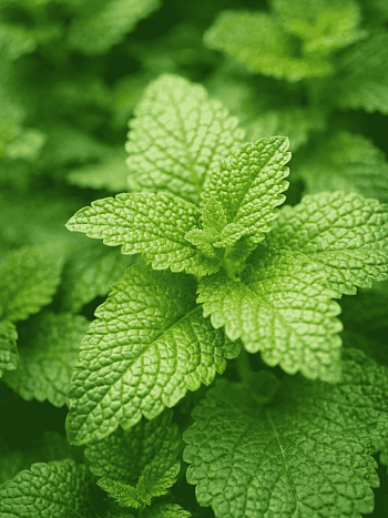 Мелисса лекарственная