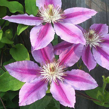 Клематис крупноцветковый Нелли Мозер