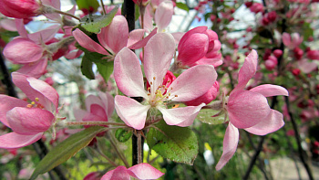 Яблоня декоративная Невиль Копеман Яблоня декоративная Невиль Копеман