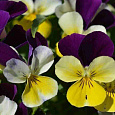 Виола рогатая Admire Indian Summer Mix