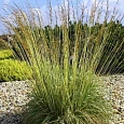 Молиния голубая Dauerstrahl
