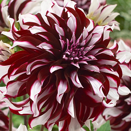 Георгина Декоративная Тартан