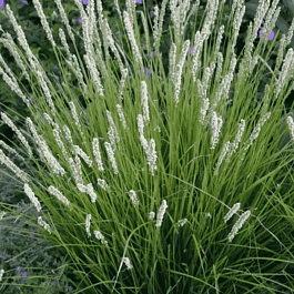 Сеслерия серебристая Argentea