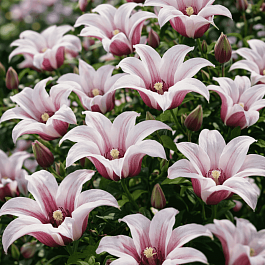 Клематис Princess Kate