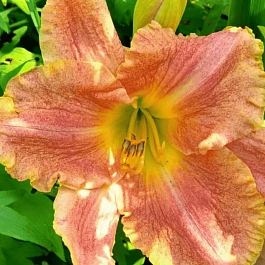 Лилейник Gamma Quadrant