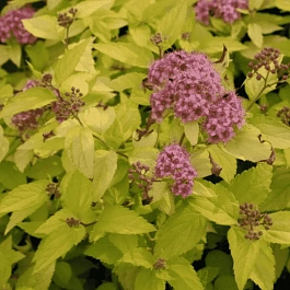 Спирея японская Goldmound