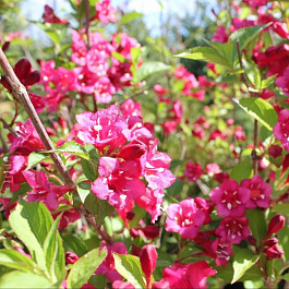 Вейгела цветущая Румба