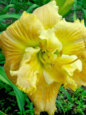 Лилейник Dynamic Duo