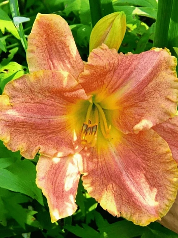 Лилейник Gamma Quadrant