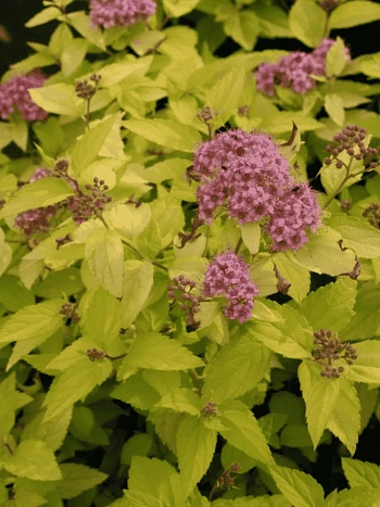 Спирея японская Goldmound