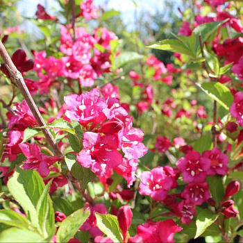 Вейгела цветущая Румба
