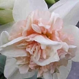 Нарцисс Rosy Cloud