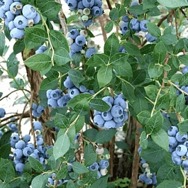 Голубика высокорослая Sweetheart