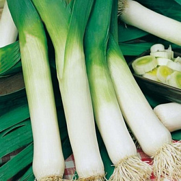 Лук порей Победитель