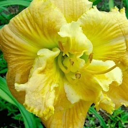 Лилейник Dynamic Duo