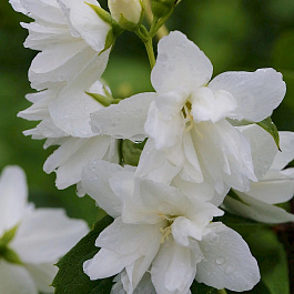 Жасмин садовый Фрости Мон
