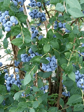 Голубика высокорослая Sweetheart