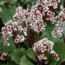 Бадан гибридный Silberlicht